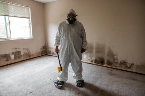 Best Mold Odor Removal Services  in Black Hammock, FL